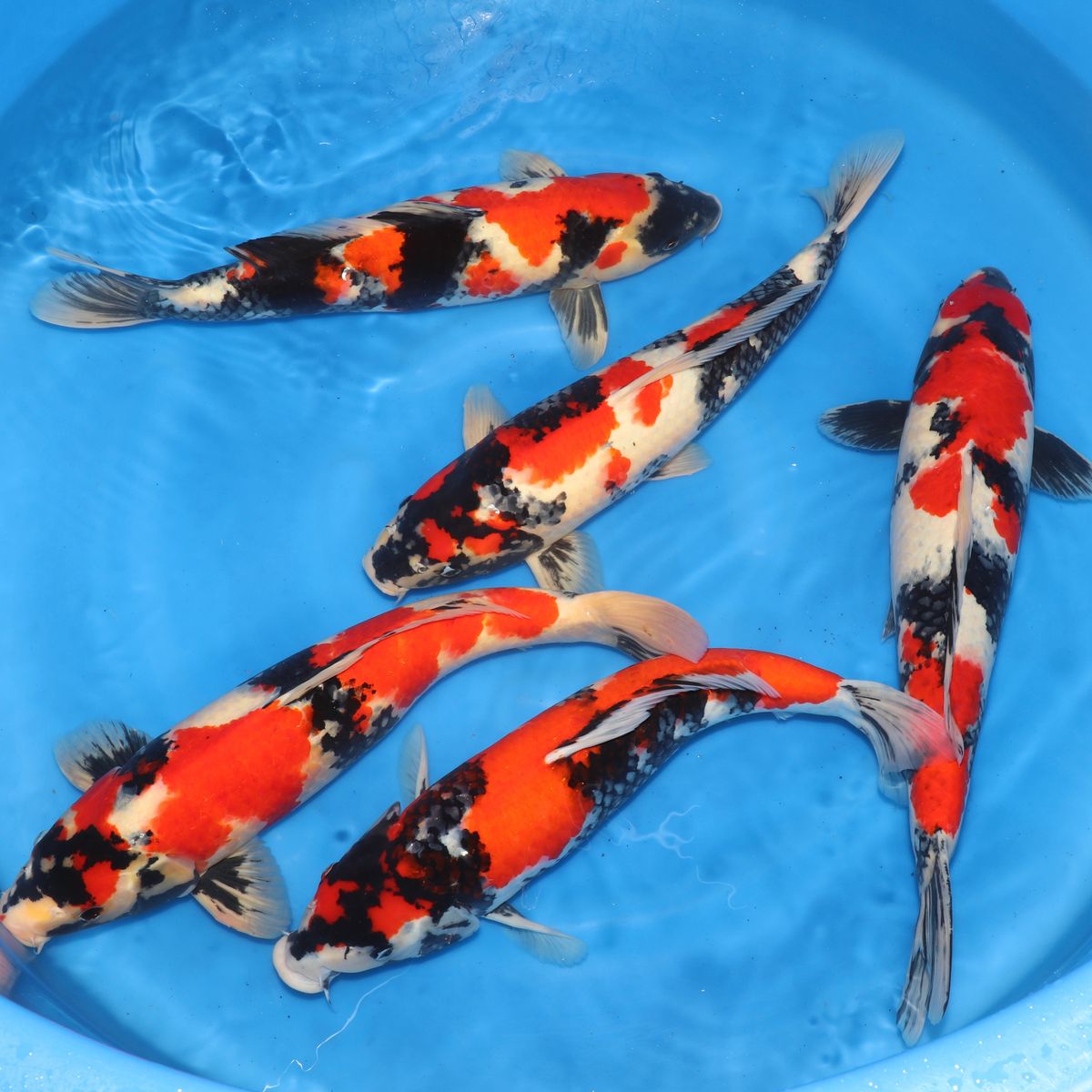 Koi