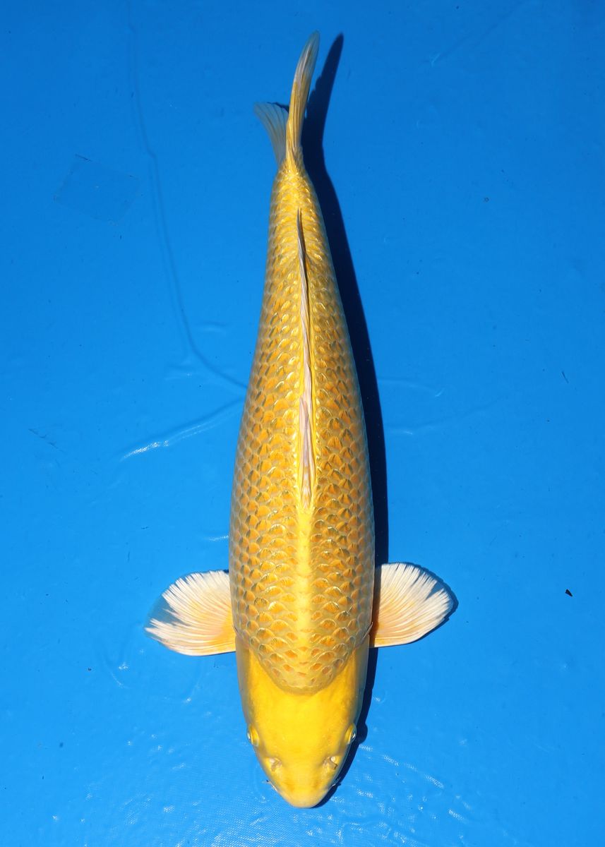 Koi