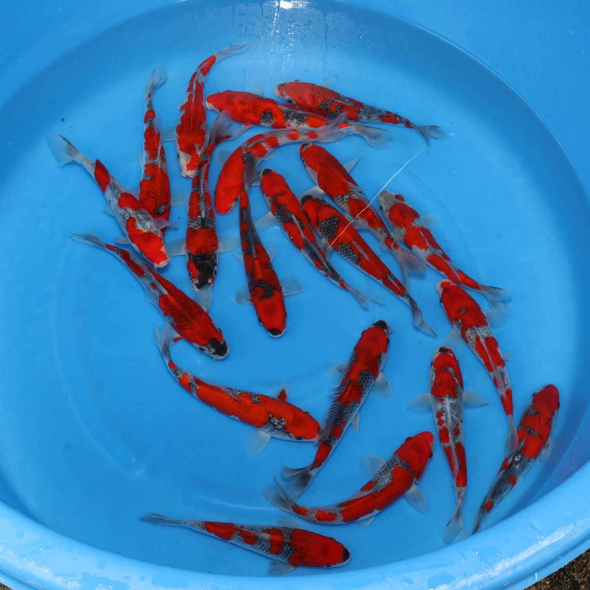 Koi