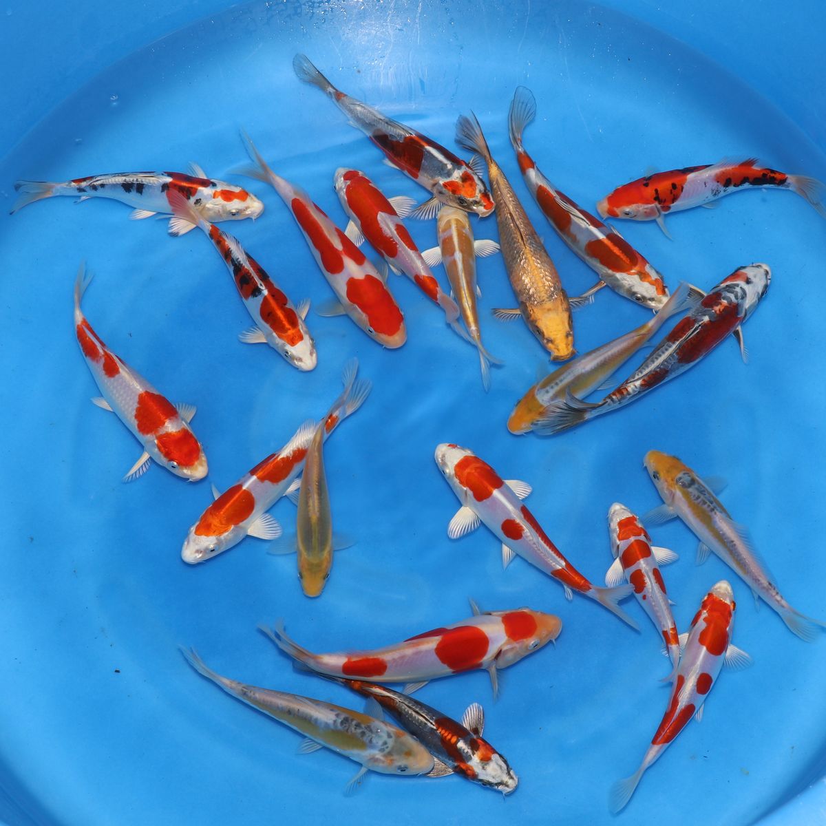 Koi