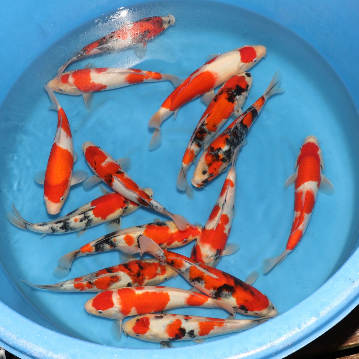 Koi