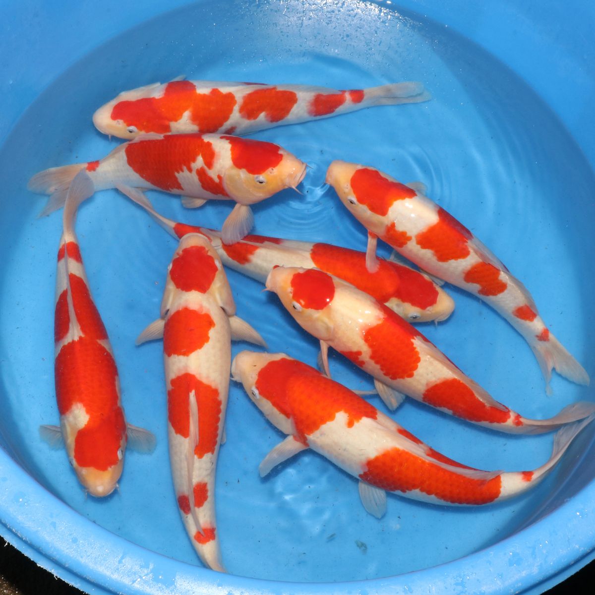 Koi