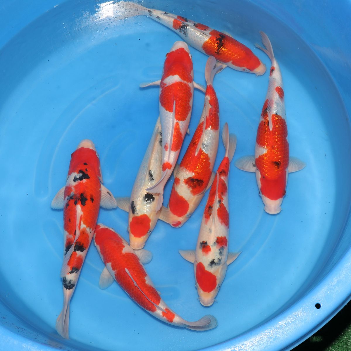 Koi