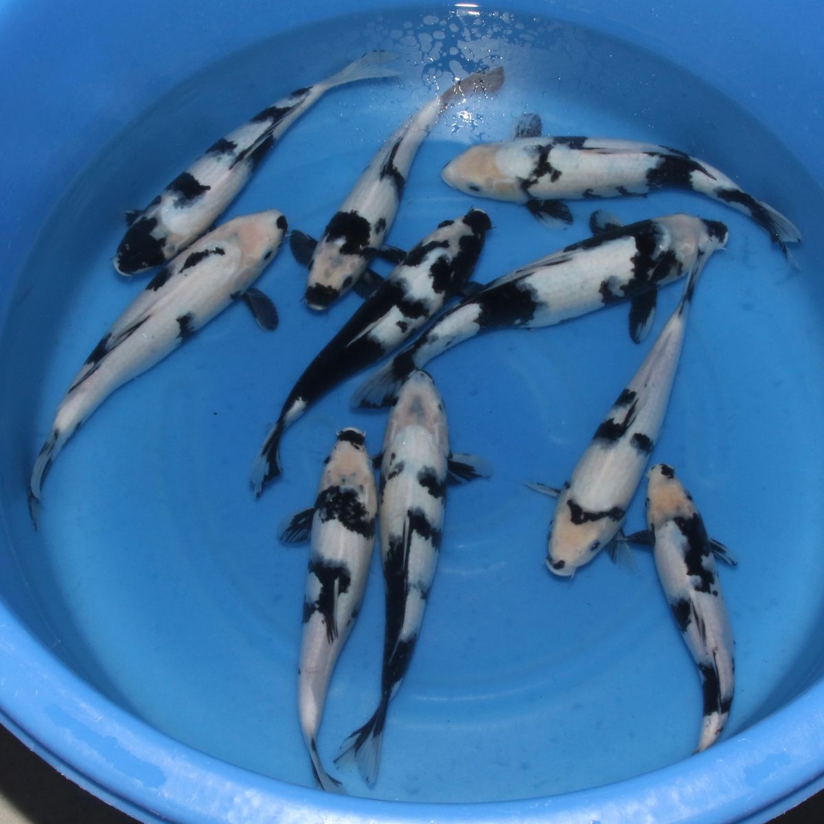 Koi
