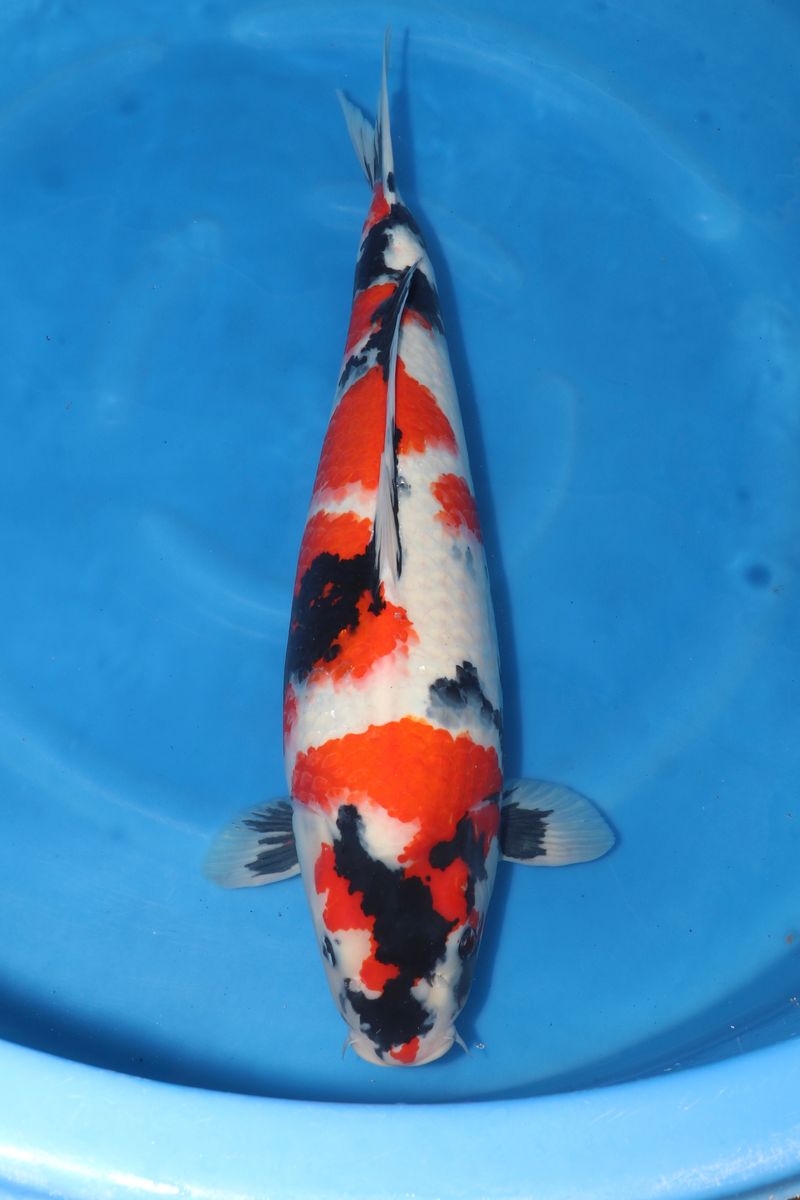 Koi