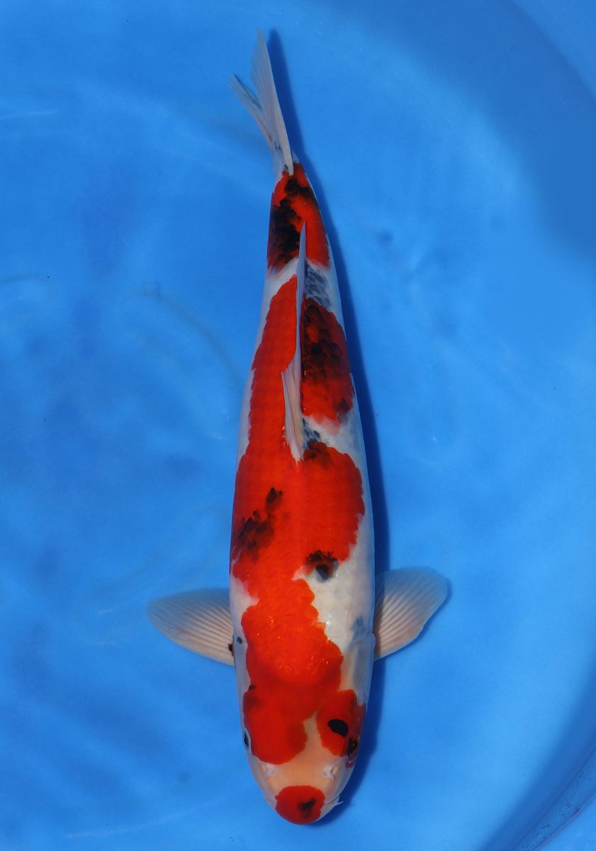 Koi